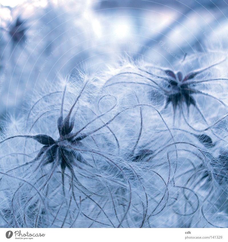 summer resort Plant Creeper Delicate Soft Easy Fragile Vulnerable Playing Beautiful Poetic Small Round Decent Complicated Connectedness Grown Growth Flourish