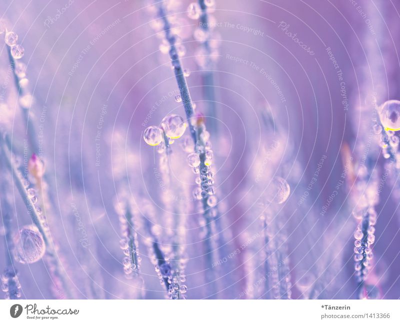 dew drops Environment Nature Plant Elements Drops of water Autumn Grass Garden Park Meadow Esthetic Fresh Wet Natural Beautiful Blue Violet Pink Happiness