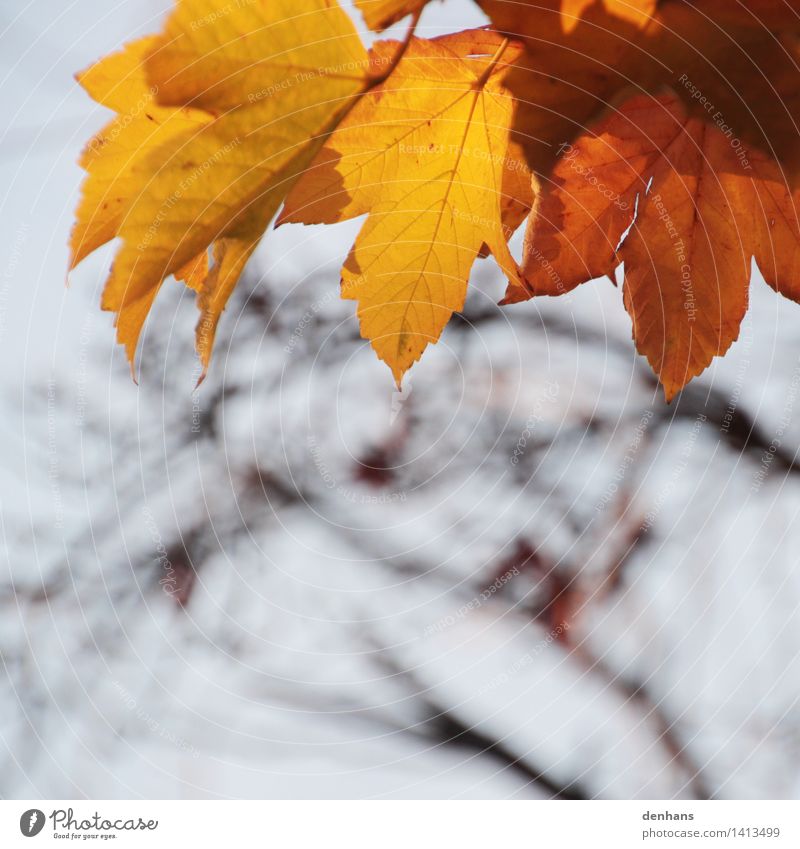 autumn foliage Nature Plant Sky Autumn Climate Tree Leaf Park Forest Old Natural Brown Yellow Orange Sadness Grief Death Loneliness Break Environment Decline