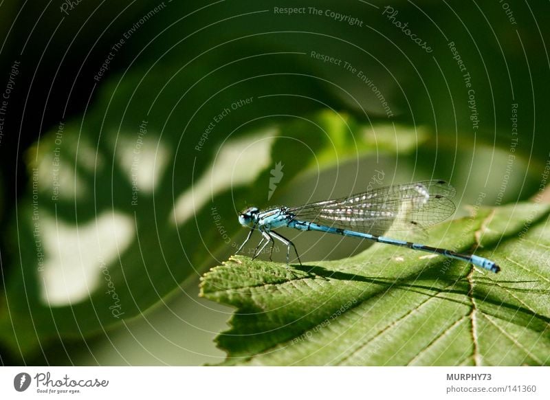 The dragonfly wonders where the moose shadow comes from... Common Blue Damselfly  Horseshoe Dragonfly Wing Elk Leaf Shadow Shadow play Silhouette Green Black