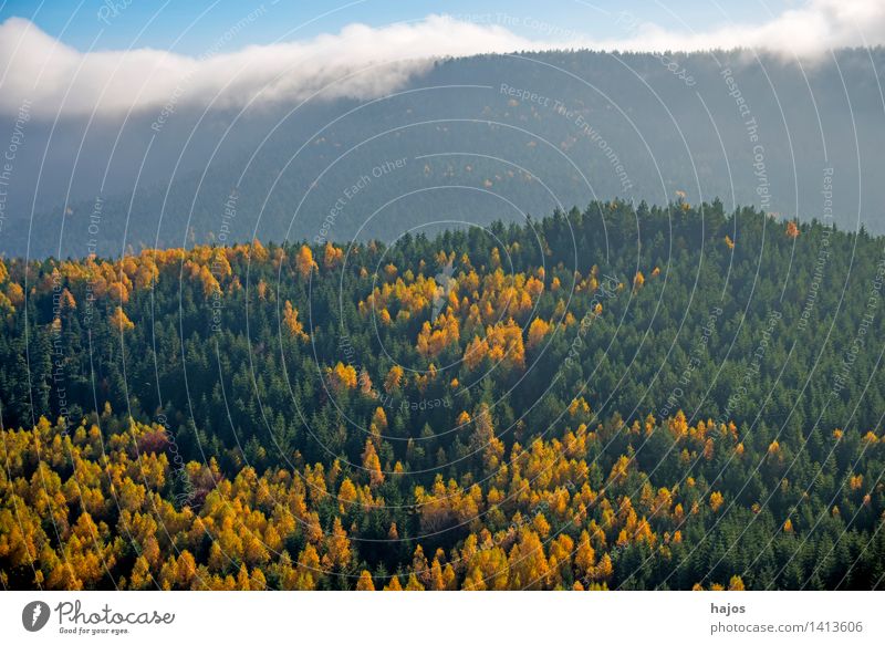 View of the autumnal forests of the Vosges Mountains Tourism Far-off places Nature Sky Autumn Fog Tree Leaf Forest Hill Beautiful Blue Brown Multicoloured