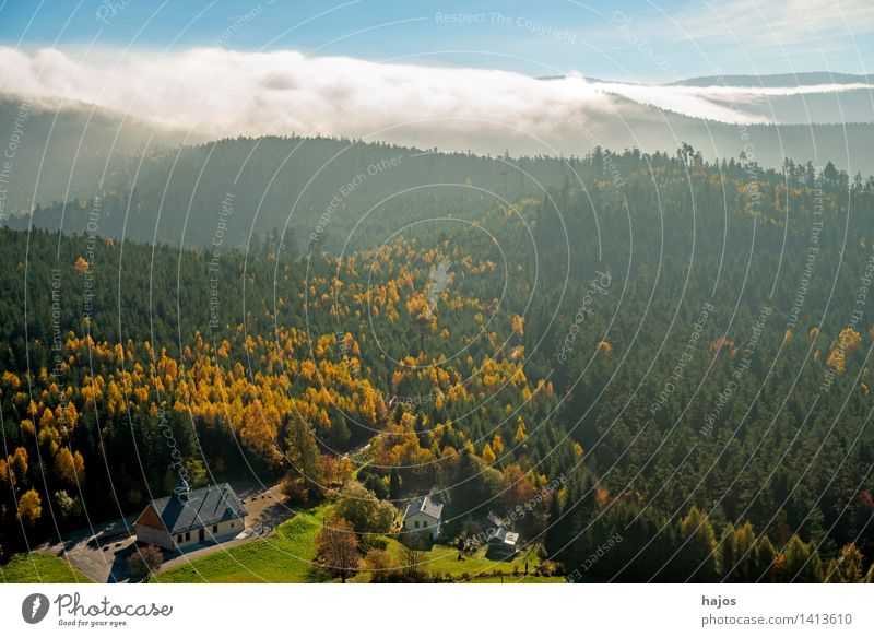 View of the autumnal forests of the Vosges Mountains Tourism Far-off places Nature Sky Autumn Fog Leaf Forest Hill Blue Brown Multicoloured Yellow