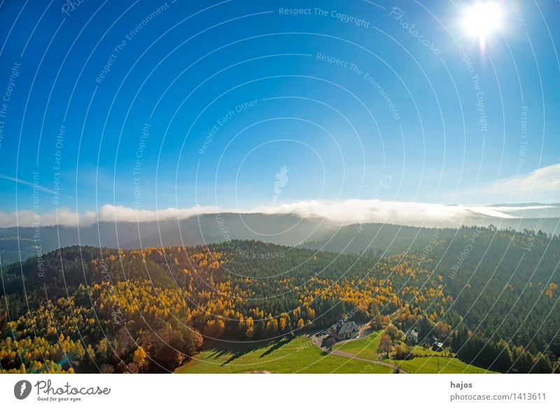 View of the autumnal forests of the Vosges Mountains Tourism Far-off places Nature Sky Autumn Fog Tree Leaf Forest Hill Beautiful Warmth Wild Blue Brown