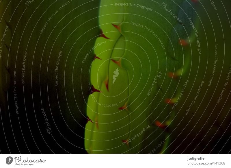 agave Agave Point Thorny Plant Nature Green Succulent plants Defend Water Accumulate Structures and shapes Leaf Colour Desert