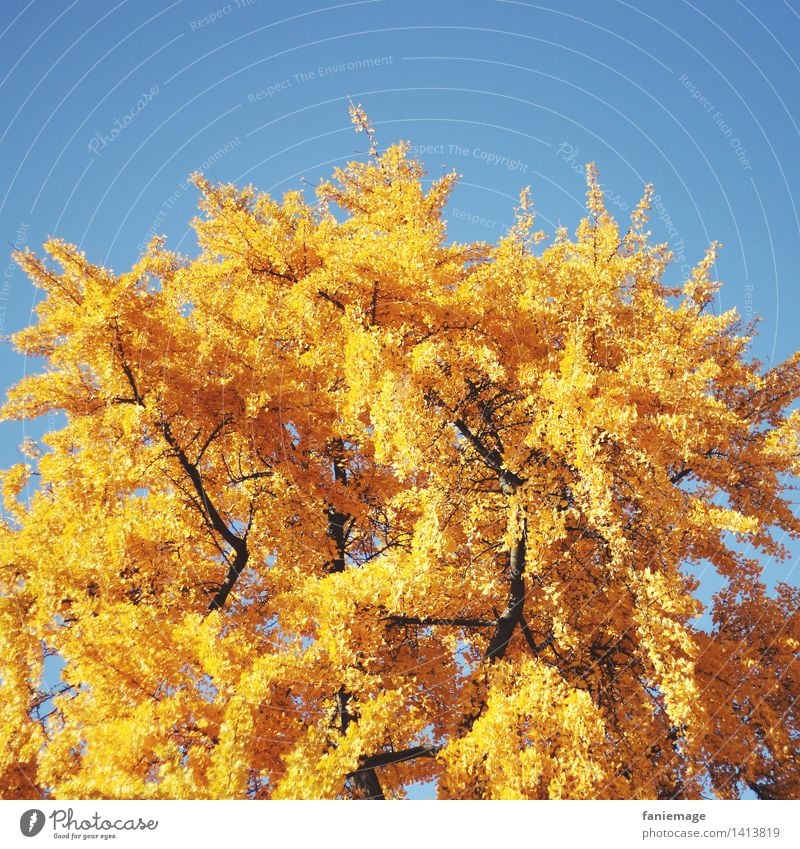 golden ginkgo Nature Cloudless sky Autumn Beautiful weather Tree Park Ginko Gold Yellow Autumnal Illuminate Deep yellow Bright yellow Square Warmth