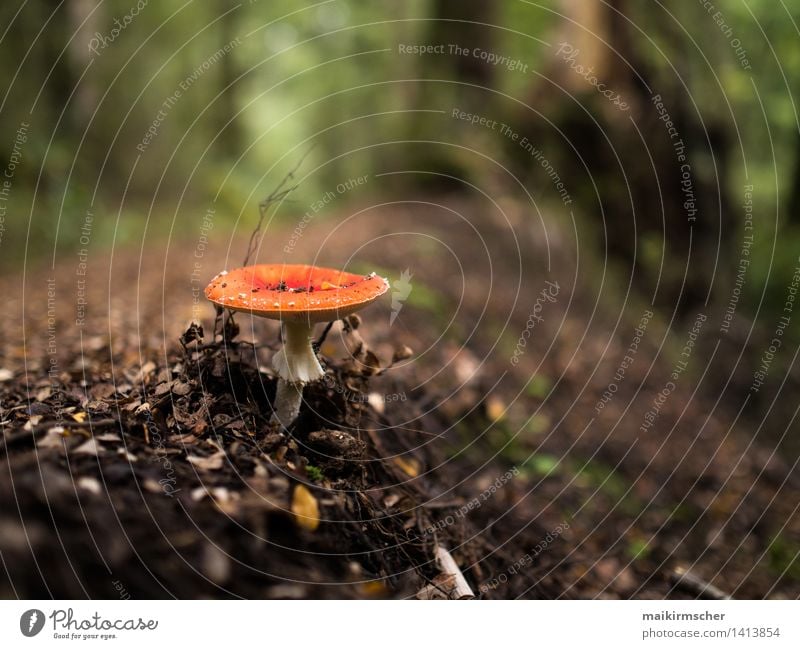 Mushroom Garden Life Harmonious Calm Fragrance Vacation & Travel Hiking Environment Nature Landscape Plant Earth Grass Moss Forest Beautiful Natural Brown Green