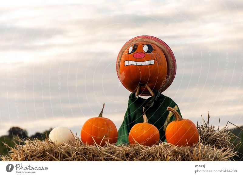 The grim pumpkin guard Food Autumn Pumpkin pumpkin face Observe Guard Face Scarecrow Painted Colour photo Multicoloured Exterior shot Deserted Copy Space left