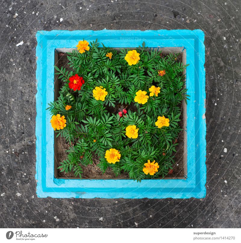 flower pot Environment Nature Plant Animal Flower Garden Town Downtown Crazy Beautiful Trashy Self-confident Power Brave Nostalgia Concrete Flowerpot