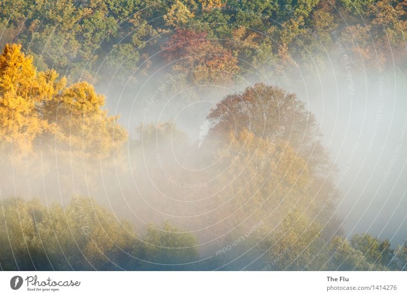 befogged Environment Nature Landscape Plant Sunrise Sunset Sunlight Autumn Weather Beautiful weather Fog Tree Deciduous tree Leaf Deciduous forest Forest Wood