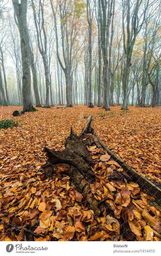 foliage Autumn Fog Tree Forest Coast Baltic Sea Brown Gold Green Ghost forest Mecklenburg-Western Pomerania Nienhagen Leaf Root Colour photo Multicoloured