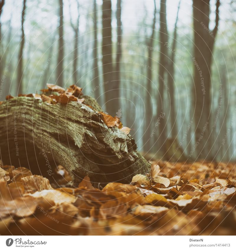 last rest Nature Autumn Fog Tree Forest Brown Green Black Ghost forest Mecklenburg-Western Pomerania Nienhagen Branch Log Leaf Colour photo Deserted