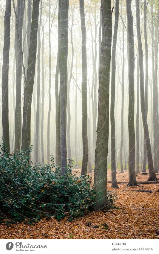 backlight Nature Landscape Autumn Fog Tree Bushes Leaf Forest Baltic Sea Brown Yellow Green White Ghost forest Mecklenburg-Western Pomerania Nienhagen