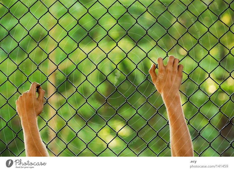 wire mesh fence Skin Freedom Hand Green Fear End Wire netting Fence Captured Helpless Rectangle Guantanamo Criminality Laws and Regulations Panic Penitentiary