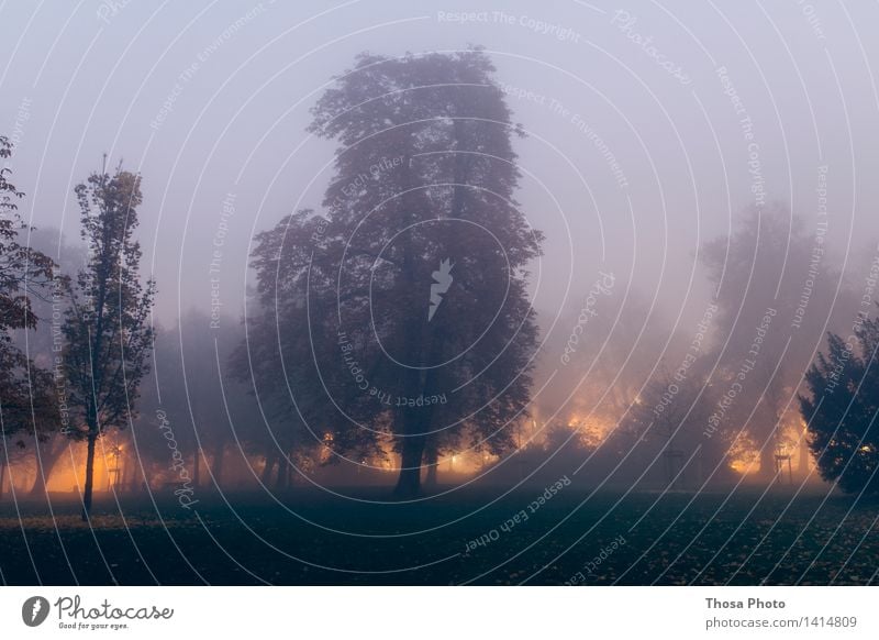 In the evening in the Nordpark Nature Landscape Threat Bright Fog Tree Park Magdeburg Illuminate Light Evening Dark Colour photo Exterior shot Twilight