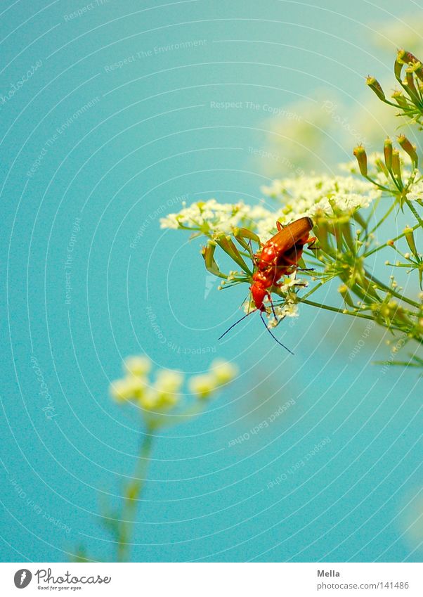 double beetle Beetle Flower Blossom Pair of animals Love life Spring Summer Propagation Offspring 2 Together Joy Happy Insect Feeler Blue White Green Brown Hang