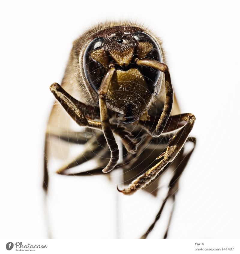 hornet on a stick Macro (Extreme close-up) Hornet Wasps Insect Crawl Feeler Dangerous Near Small Thin Brown White Depth of field Close-up Detail Contrast Eyes