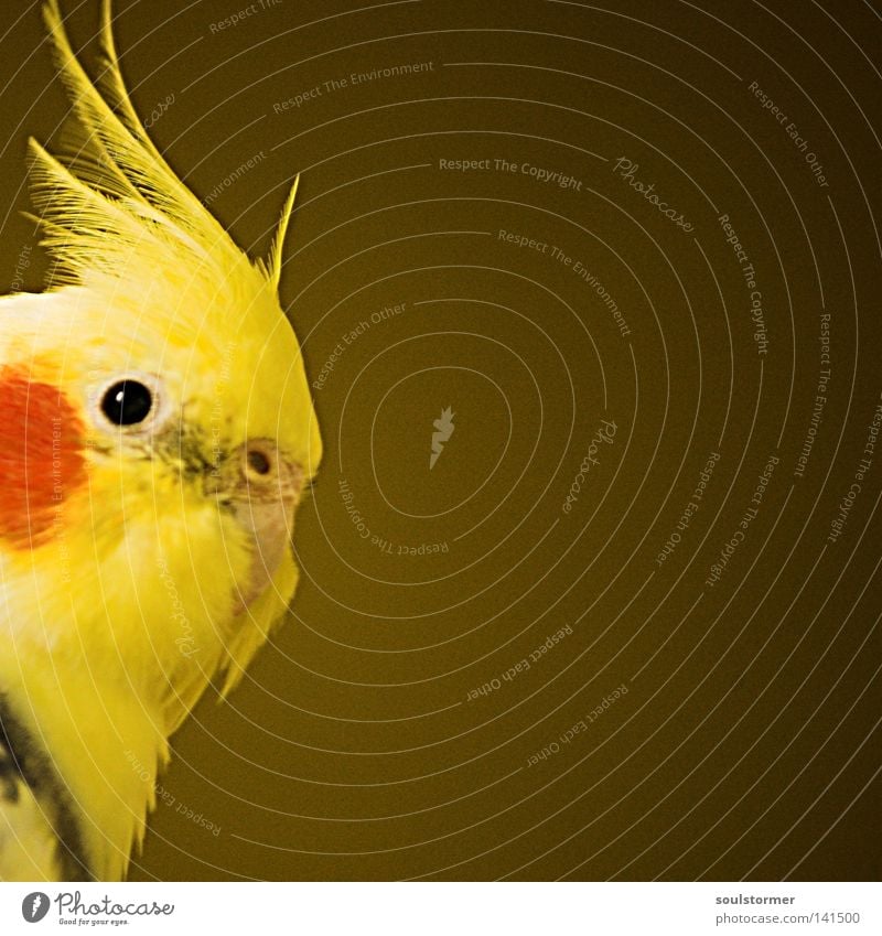 spot Bird Flying Captured Brown Yellow Red Discover Feather Head Drop by Placeholder Vignetting Colour Beautiful little bird Looking Freedom Simon Birr