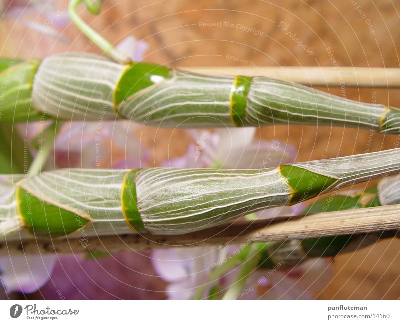 dendrobium Orchid Stalk Plant Detail