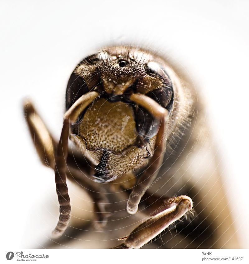 killer portait Macro (Extreme close-up) Hornet Wasps Detail Insect Crawl Feeler Dangerous Near Eyes Legs Small Thin Contrast Brown White Depth of field Close-up