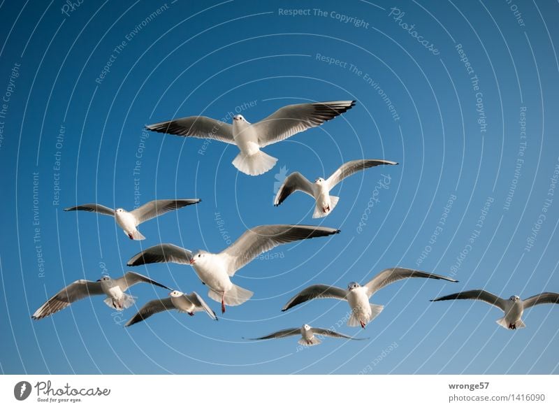 formation flight Animal Wild animal Bird Seagull Gull birds Group of animals Flock Flying Esthetic Elegant Near Maritime Beautiful Blue Gray White Sea bird Sky