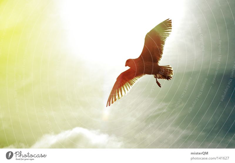 Excursion. Above the clouds Seagull Bird Flying Clouds Back-light Aperture Dazzle Feather Lighting Yellow Gray Blue Height Tall Upward Beak Animal Nature