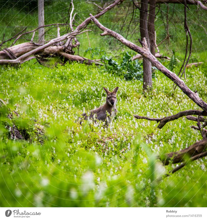 eye contact Vacation & Travel Trip Expedition Camping Environment Nature Plant Spring Summer Garden Park Meadow Virgin forest Australia Animal Wild animal Zoo