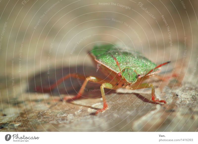 On the wall, on the lookout... Nature Animal Insect Bug 1 Small Brown Green Stone Beetle Colour photo Multicoloured Exterior shot Close-up