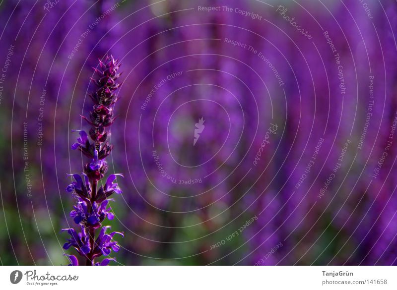 The colour purple Violet Sage Healthy Pleasant Wellness Bushes Blur Field Seed Bud Fragrance Beautiful Summer Plant Blossoming Colour Flower Medicinal plant