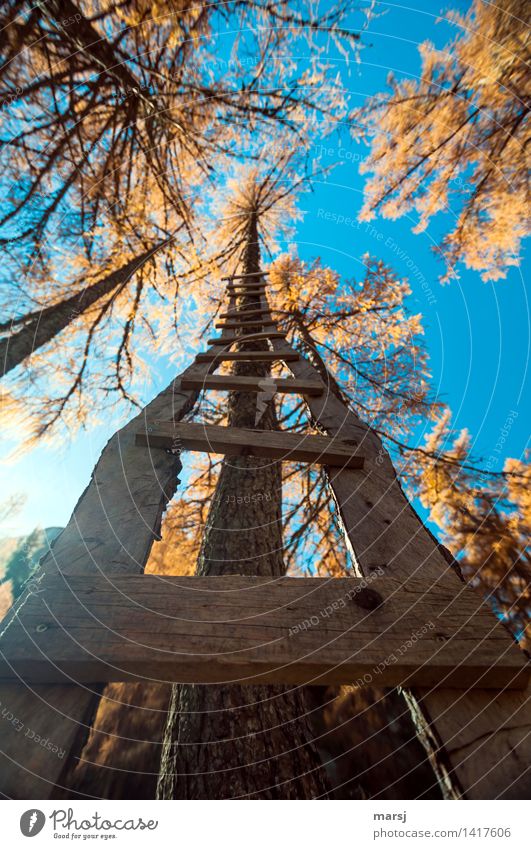 STEEPLY UPWARDS Cloudless sky Autumn Beautiful weather Plant Larch Tree Rung Ladder Wood Exceptional Multicoloured Upward Wooden ladder Autumnal colours