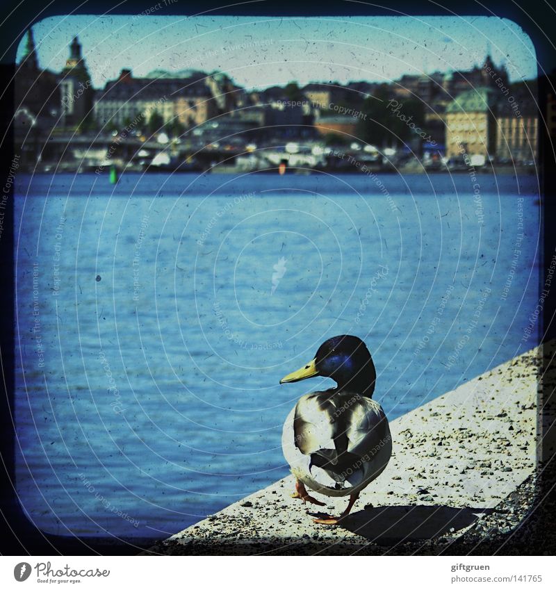 duck on dock Stockholm Bird House (Residential Structure) Tourism Tourist Dock Historic Water Duck Harbour Skyline Sweden sit swim Houses ttv