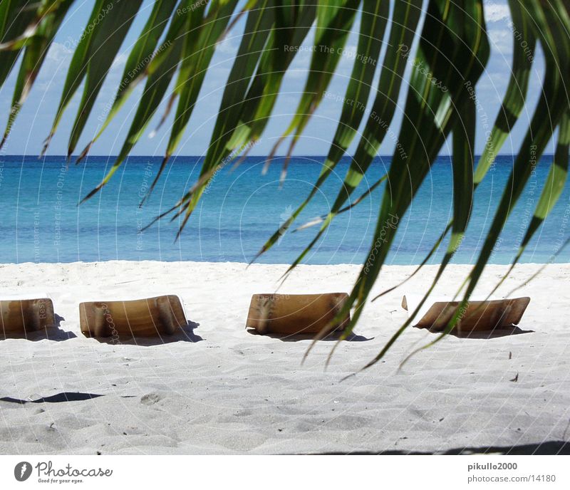 Stranddomrep Beach Palm tree Island Water