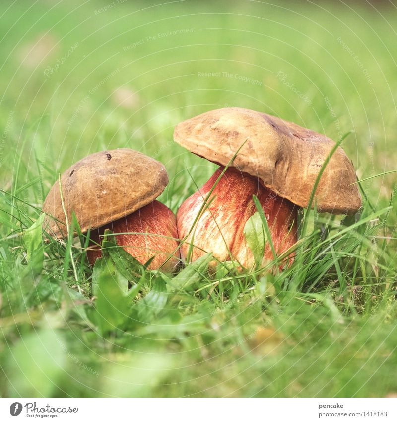 hocus pocus! Food Nature Elements Autumn Meadow Sign Authentic Happiness Fresh Sustainability Beautiful Relationship Idyll Mushroom 2 Grass Green Red Witch