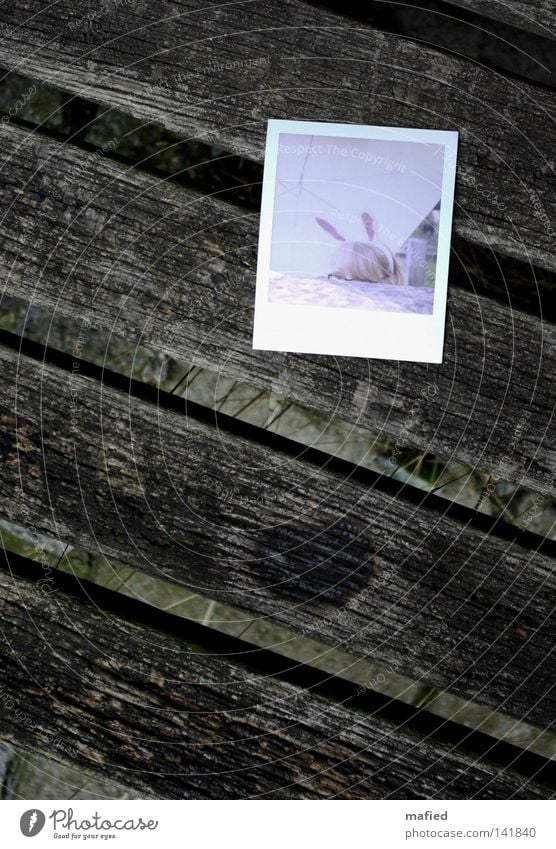 [HH08.2] Mümmelmann's Wife Hare ears Hare & Rabbit & Bunny Polaroid Bench Wood Weathered Old Eyeglasses Umbrella White Pink Red Brown Gray Photography