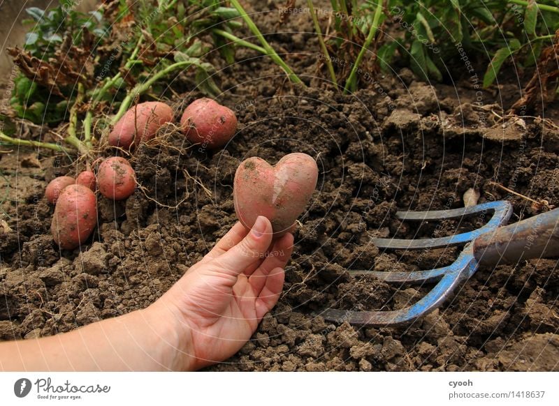 back to the roots IV Nature Earth Summer Autumn Agricultural crop Garden Field Work and employment Fresh Healthy Happy Contentment Endurance Nostalgia