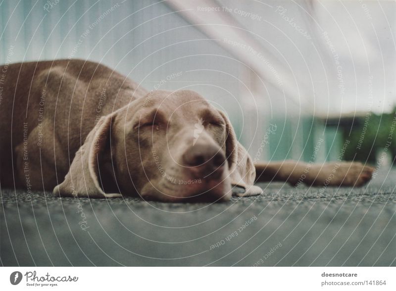 A dog that lies down wherever it wants. Animal Dog Lie Sleep Cute Boredom Fatigue Weimaraner Snout Analog Hound Mammal tia Break Relaxation Colour photo