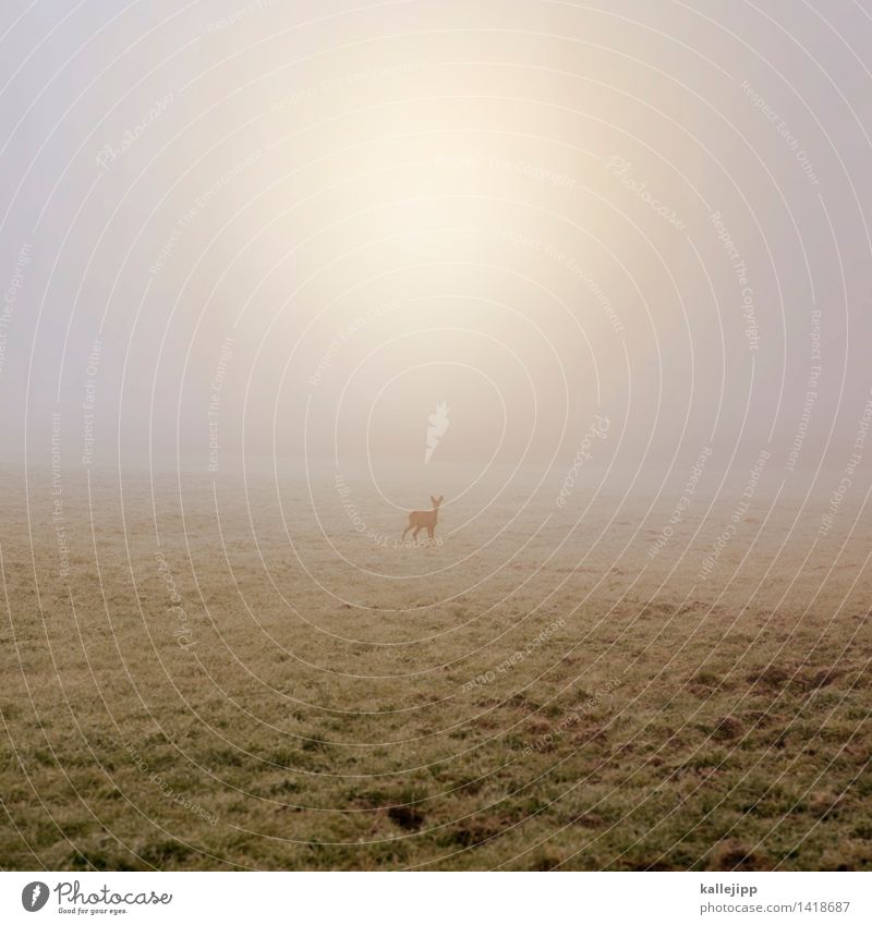 view into the camera Agriculture Forestry Environment Nature Landscape Plant Animal Drops of water Sun Sunlight Autumn Fog Meadow Field Wild animal 1