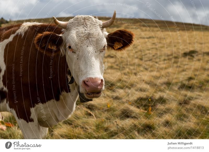 Cow on pasture Lifestyle Leisure and hobbies Vacation & Travel Trip Summer vacation Mountain Hiking Environment Nature Landscape Animal Farm animal 1 Muscular