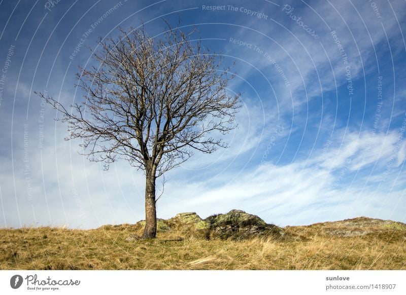 Beautiful lonely tree on the hill Environment Nature Landscape Plant Sky Clouds Sun Sunlight Autumn Climate Weather Tree Wild plant Field Hill Breathe Think