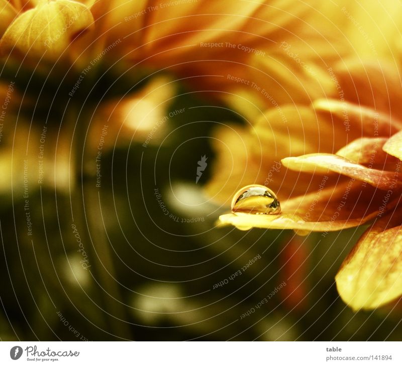 microcosm Water Flower Drops of water Blossom Nature Life Summer Balcony Reflection Yellow Orange Green Joy Macro (Extreme close-up) Close-up