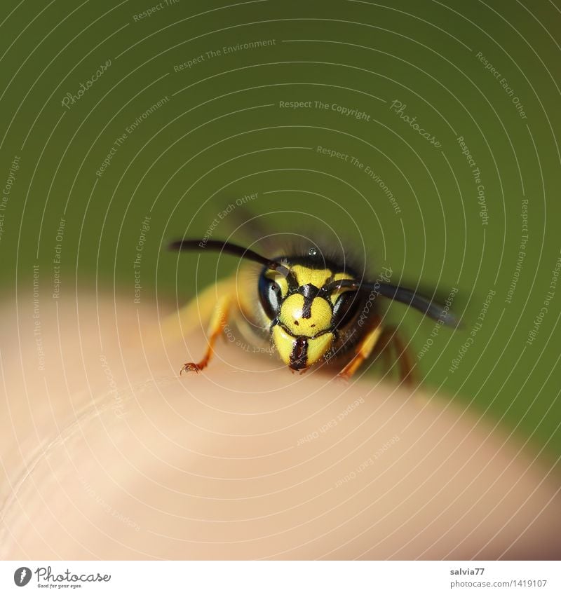 face to face Animal Wild animal Animal face Wasps Insect 1 Looking Sit Threat Brash Small Near Gold Green Black Serene Horizon Ease Perspective Innocent Feeler