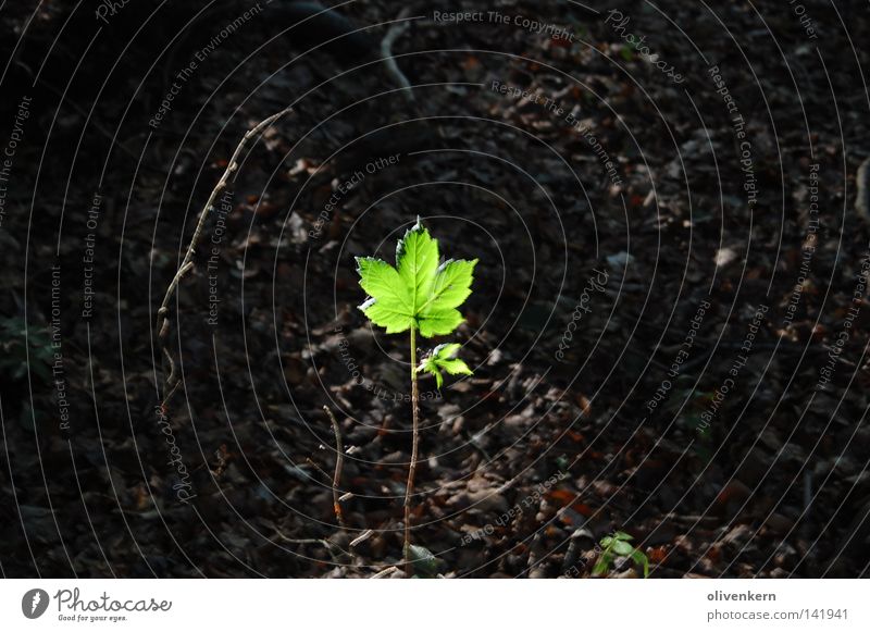 shoot in the wind Maturing time Shoot Tree Leaf Stalk Green Leaf green