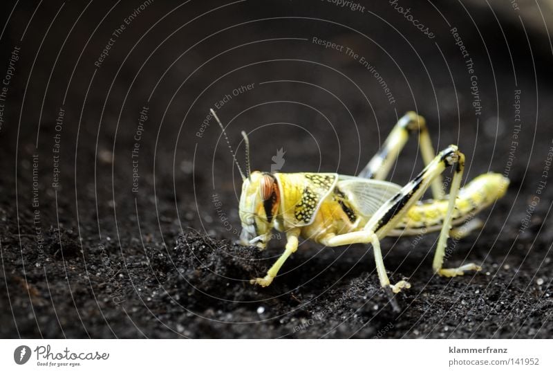 In an unknown land Yellow Insect Worm's-eye view Household grasshopper Locust freaky Bee Maija Rotten Willi Tekla Macro (Extreme close-up) Earth Floor covering