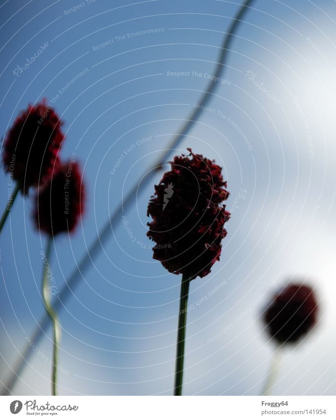 meadow Grass Meadow Mountain meadow Break Relaxation Hiking Walking Habitat Clouds Ear of corn Seed Stalk Blossom Wind Weigh Whisper Summer Sky walk