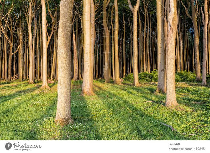 Ghost forest in Nienhagen Relaxation Vacation & Travel Nature Landscape Tree Forest Green Romance Idyll Tourism coastal forest Mecklenburg-Western Pomerania