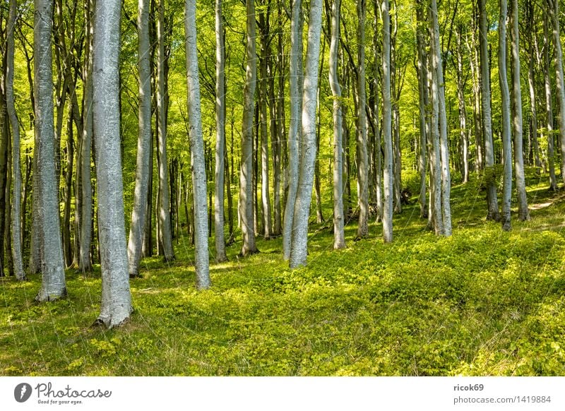 Coastal forest on Rügen Relaxation Vacation & Travel Nature Landscape Tree Forest Tourist Attraction Green Romance Idyll Tourism coastal forest Baltic coast