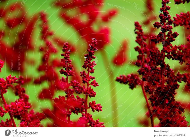 red in green Red Green Meadow Flowerpot Bushes Contrast Nature