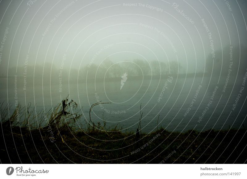 Hopeless cases Lake Water Fog Calm Lakeside Nature Weather Tree Winter