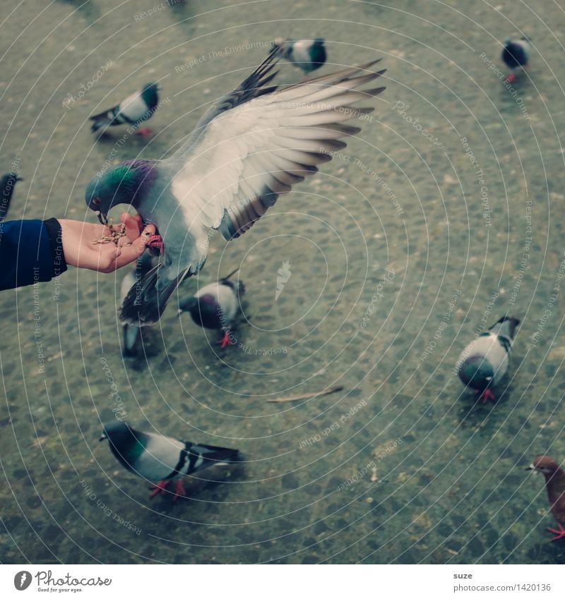 Better the dove in the hand ... Joy Leisure and hobbies Arm Hand Animal Places Marketplace Street Bird Pigeon Group of animals Flying Feeding Free Wild Gray