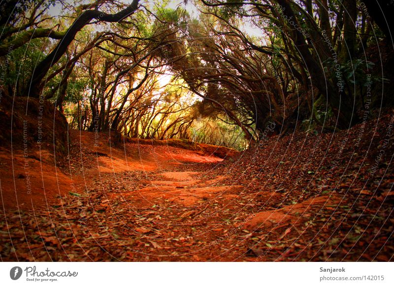 Has anyone seen my breadcrumbs? Virgin forest Forest Red Green Ground Tree Lanes & trails Footpath Bushes Tenerife Dark Dim Witch Witch's house Africa Earth