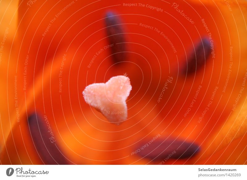 Resting in the middle Nature Plant Flower Blossom Pot plant Exotic Bright Natural Warmth Orange Red Uniqueness Elegant Contentment Calm Colour photo Detail